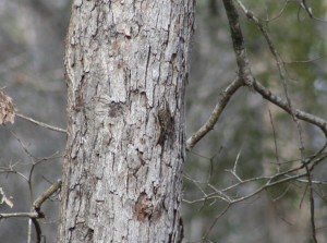 Brown Creeper on a White Oak